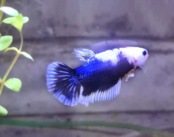 Can betta fish kill a black ghost knife?