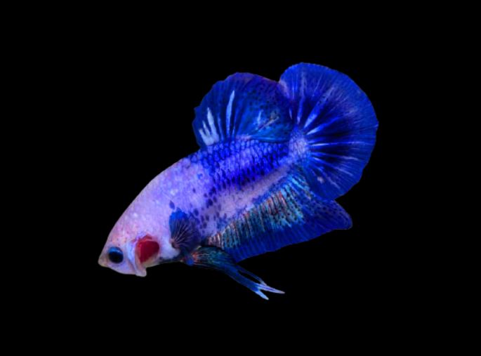 Can betta fish kill dwarf puffer?