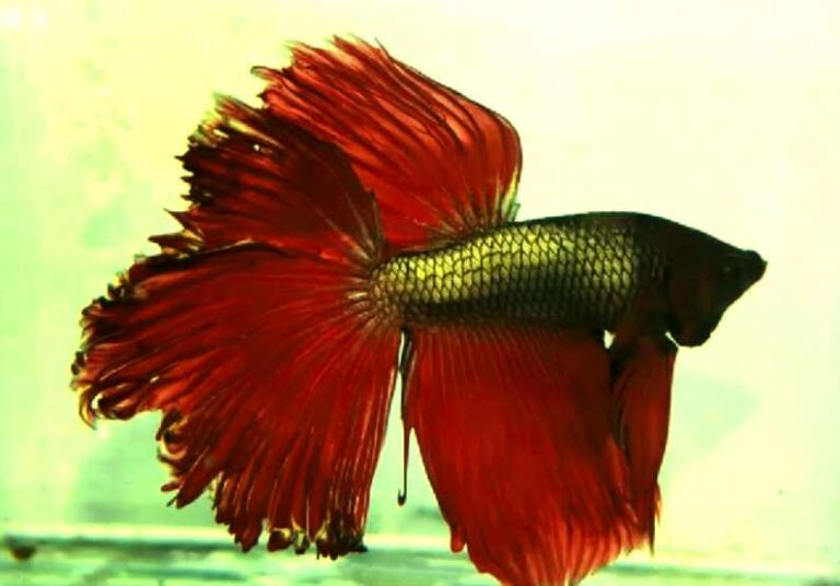 Can Swordtail Live With Bettas? Tiny Fish Tank