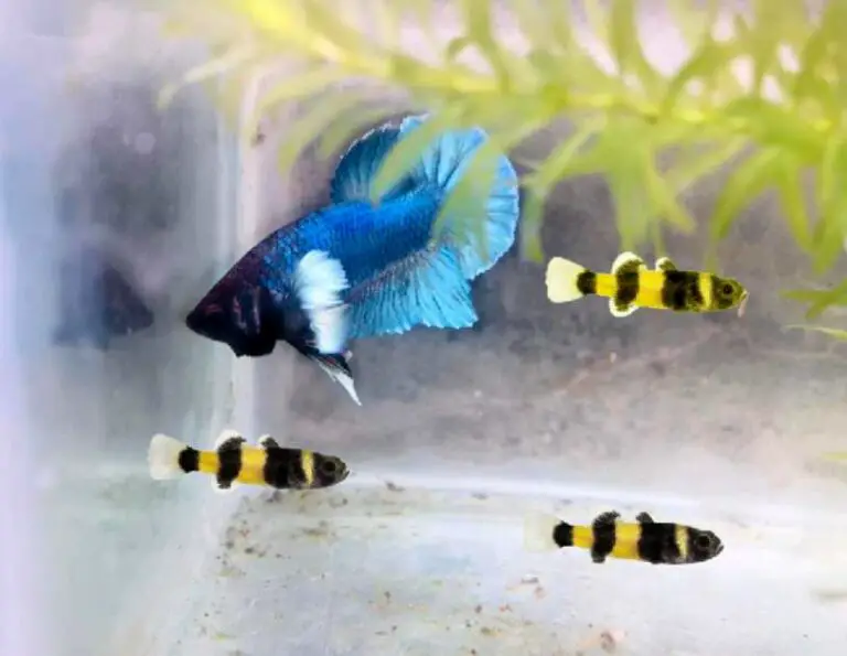Can bumblebee gobies live with Bettas?