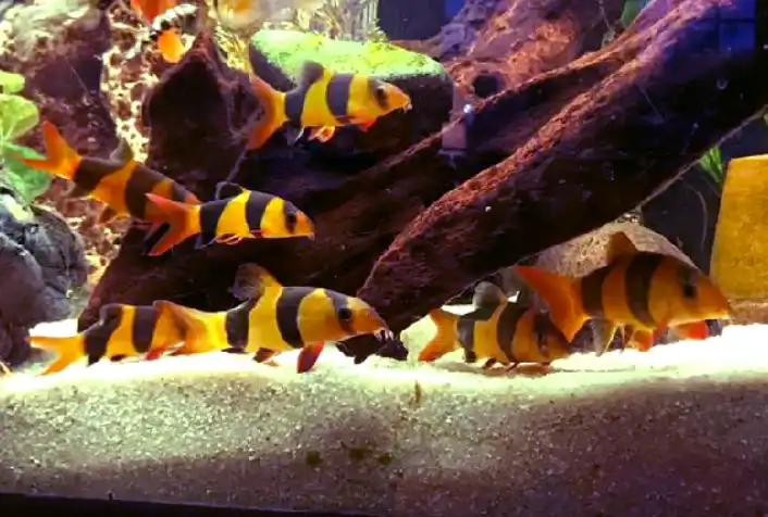 Can clown Loaches kill mollies?