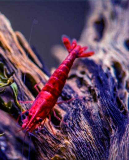 Can red cherry shrimp live with mollies?