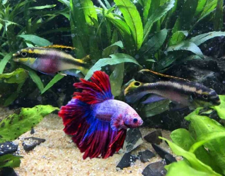 Can you Keep Kribs with a betta?