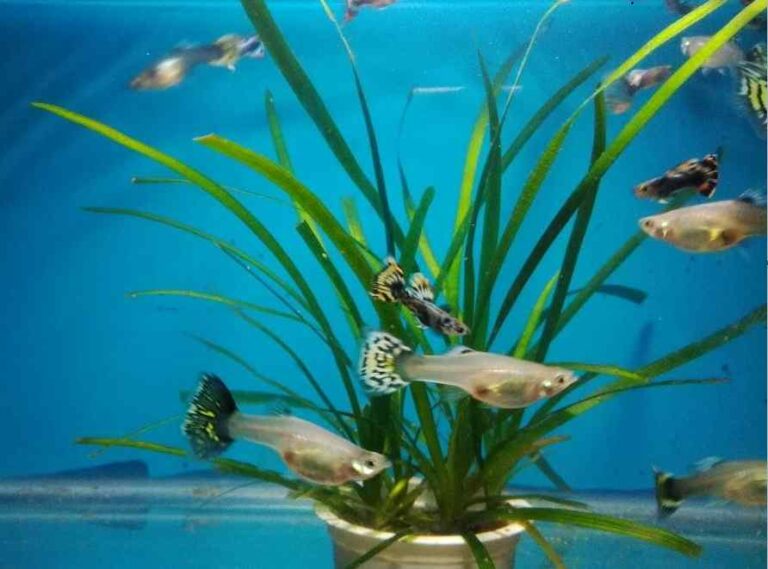 Can Yoyo Loach Live With Guppies? Tiny Fish Tank