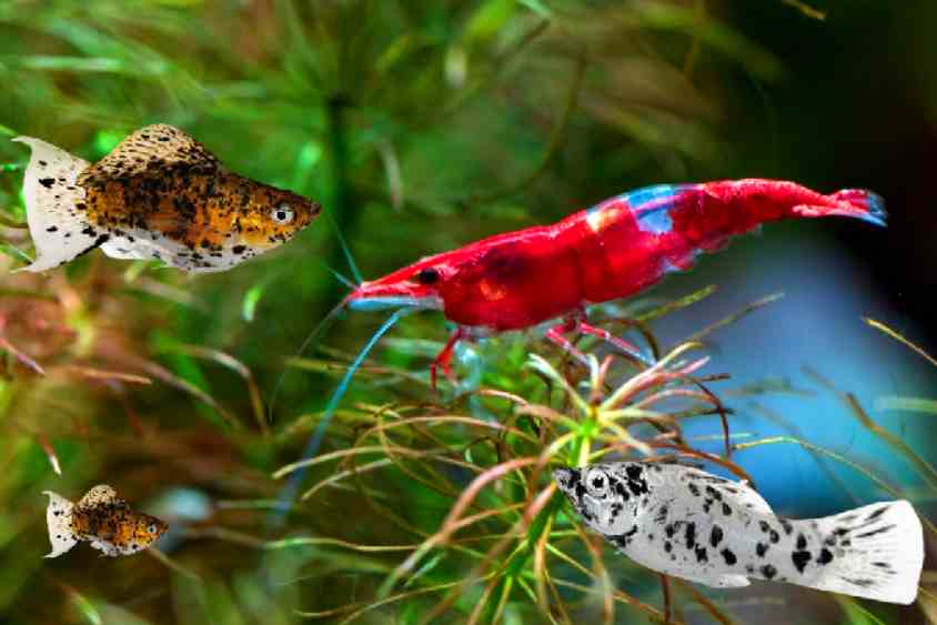 Molly and Shrimp