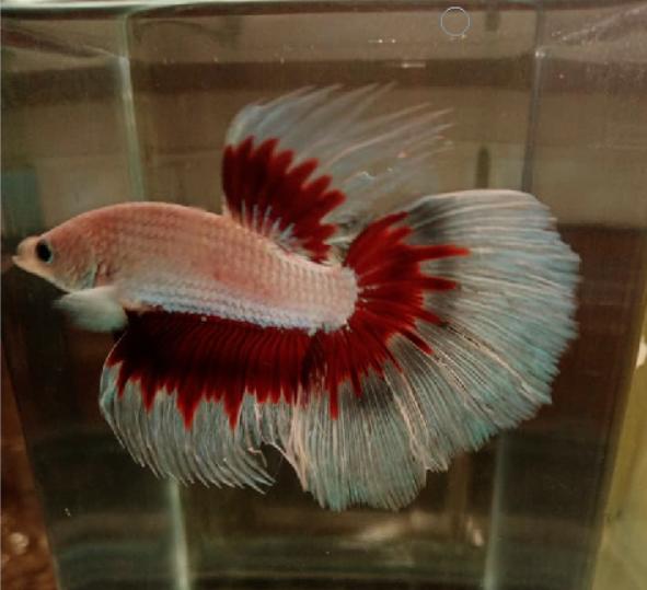 How Many Hatchetfish can you keep with your Betta?