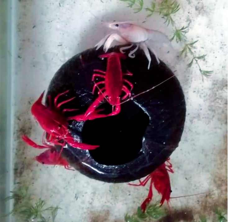 How do I stop my molly fish from eating Cherry shrimp?