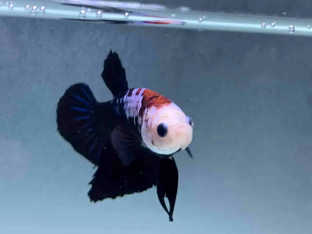 What Size Tank is best for bettas with Kribensis?