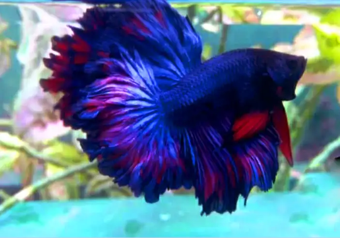 What size tank is best for keeping rainbow fish with a betta?