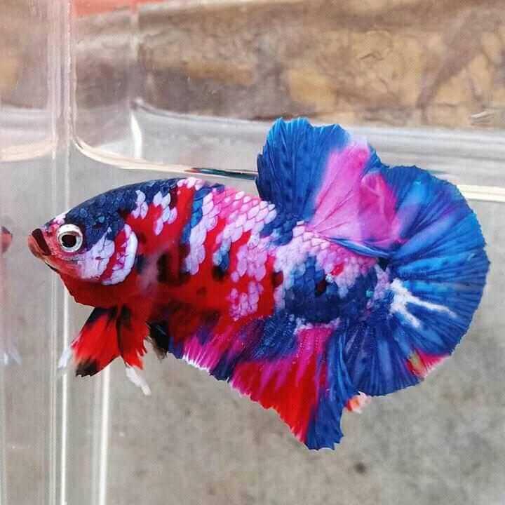 What size tank is best for keeping tiger barbs with a betta?