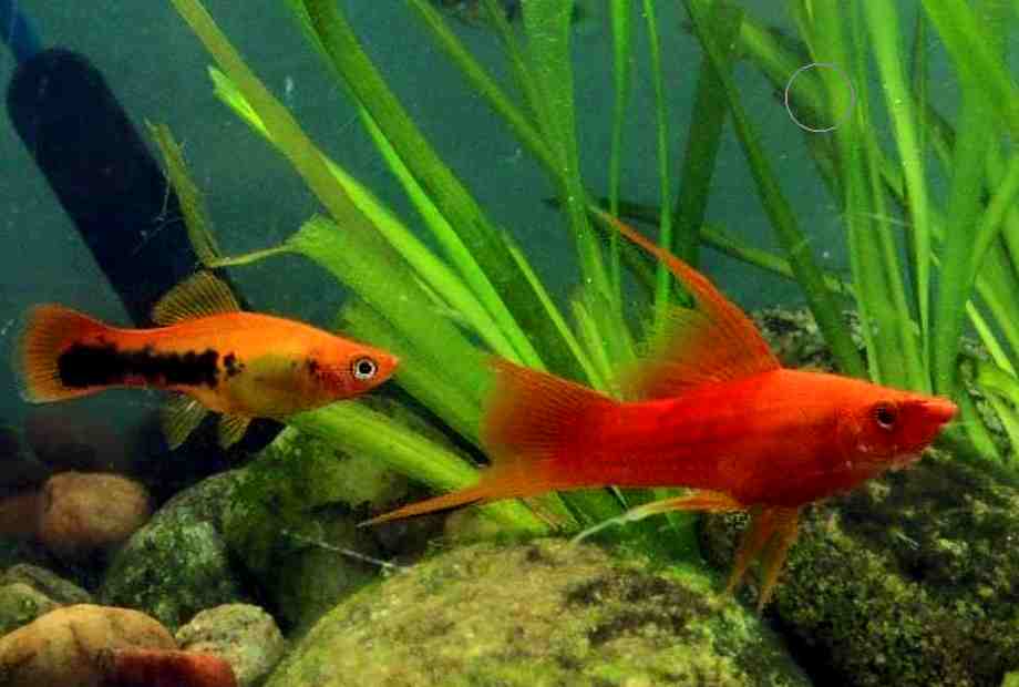 What to do if your Betta is Chasing Swordtail?