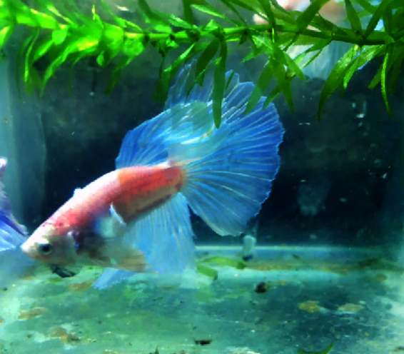 What to do if your Betta is chasing rainbow fish?