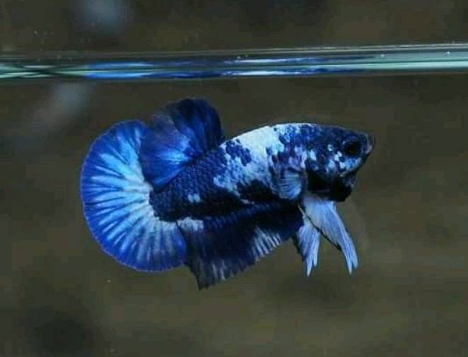 Can bettas eat Rainbow shark food?