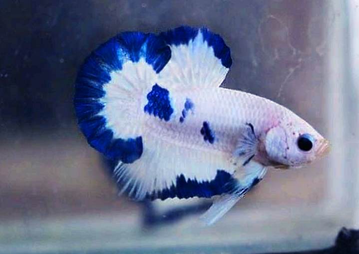 Can bettas kill German Blue Ram?