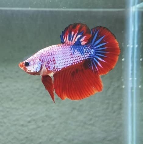 Can bettas kill danios fish?