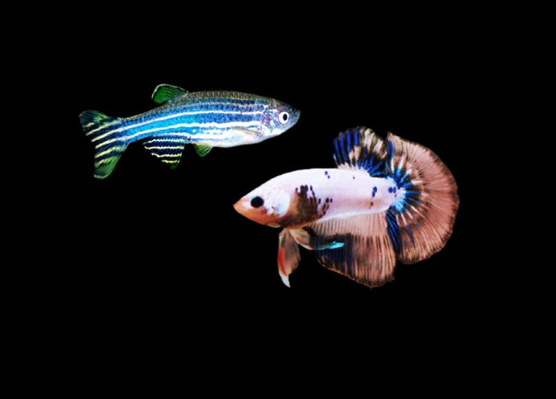 Can danios live with bettas?
