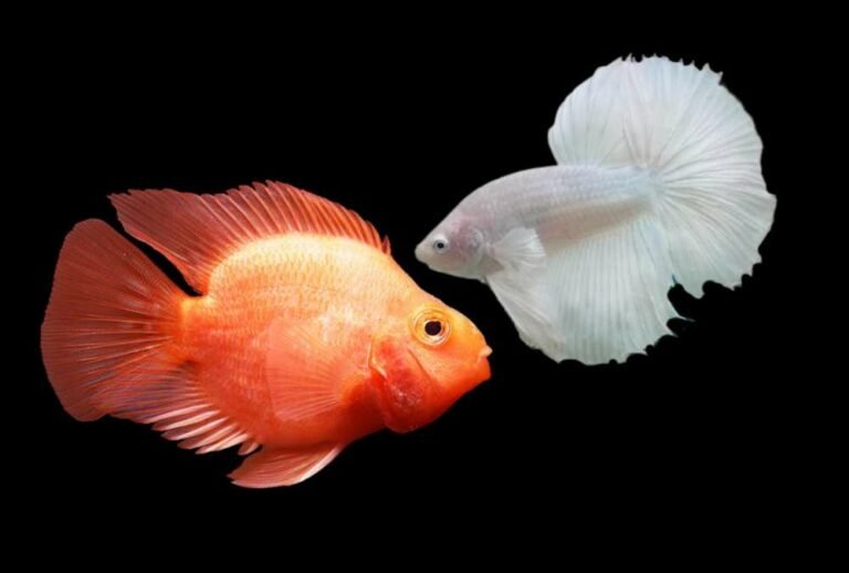 Can parrotfish live with a betta?