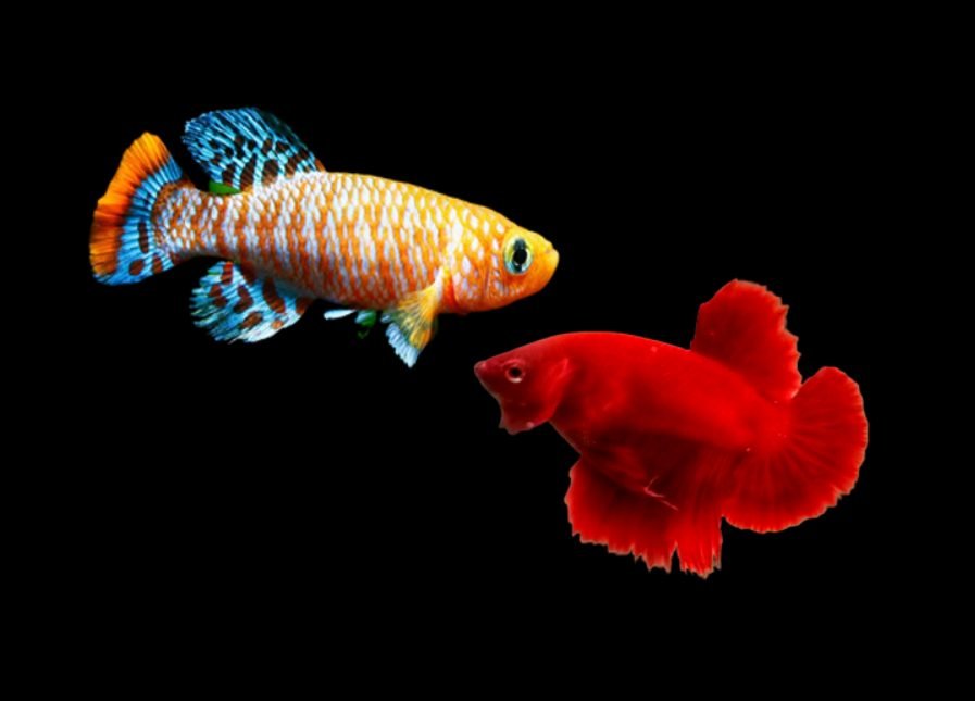 Can you keep killifish with a betta?