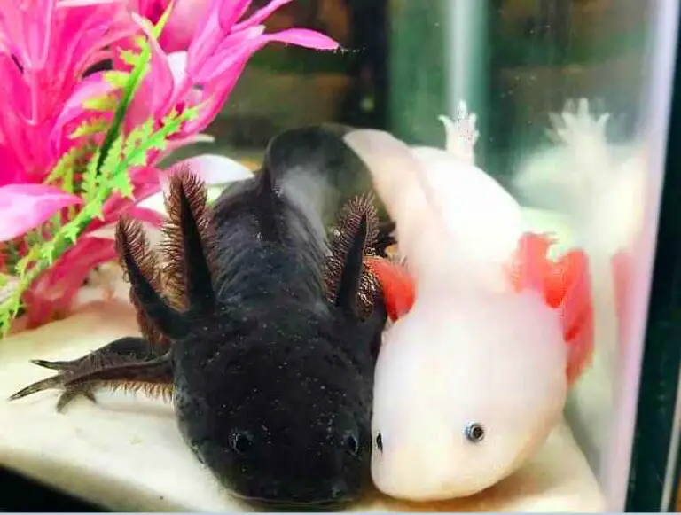 Can you put axolotl and betta fish in the same tank? 3 Tips From Fish Expert