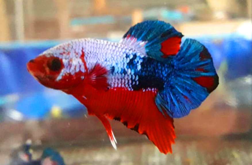 How many blood parrotfish can you keep with your betta?