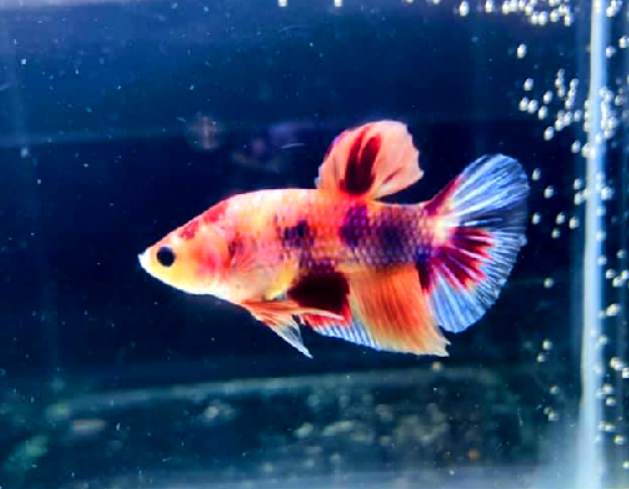 What Size Tank is best for bettas with German Blue Ram?