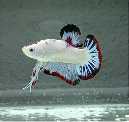 What Size Tank is best for bettas with danios fish?