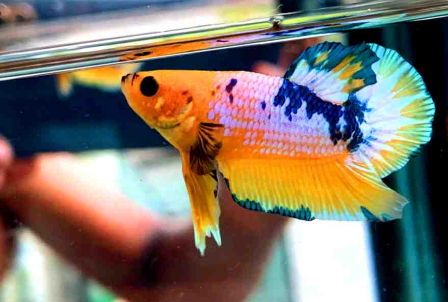 What Size Tank is best for bettas with harlequin rasboras fish?