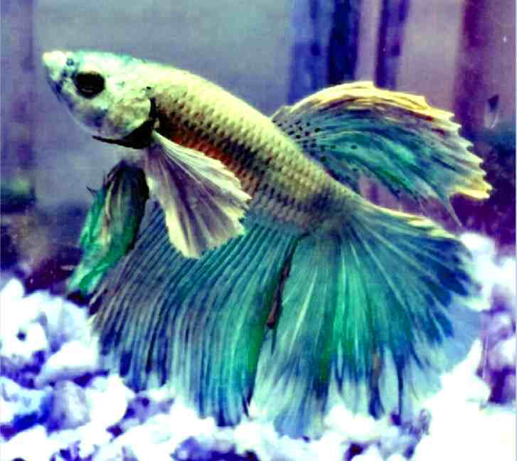 What Size Tank is best for bettas with killifish?