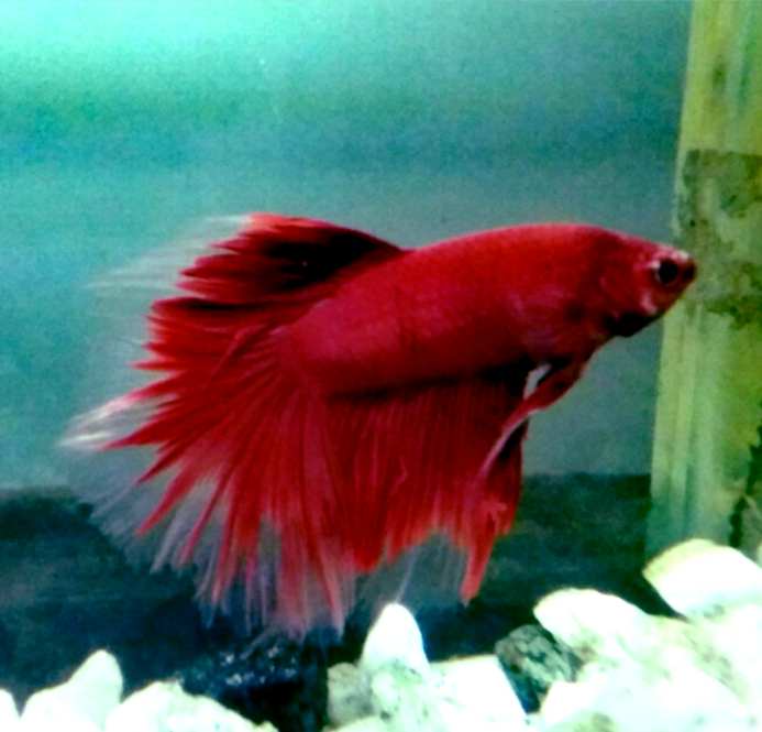 What Size Tank is best to bettas with Axolotl?