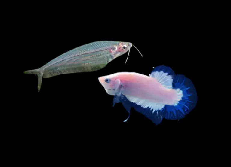 Can A Glass Catfish Live With A Betta?