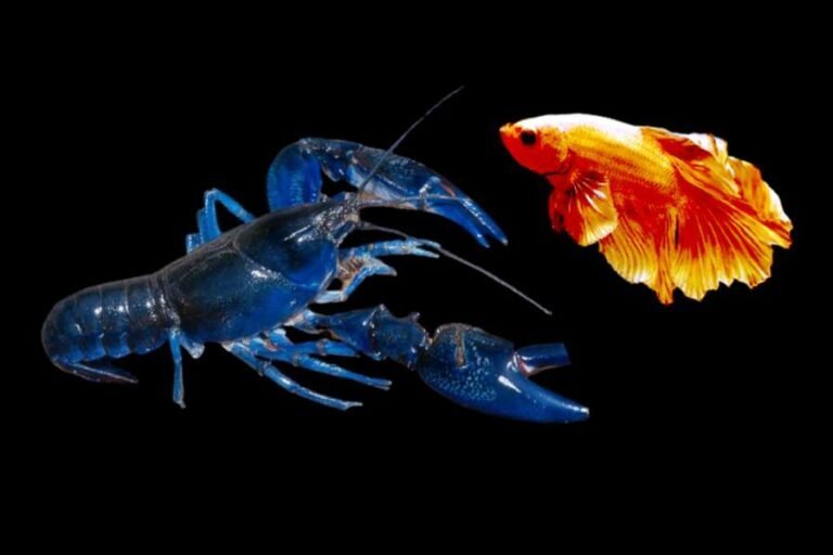 Can Betta fish live with blue lobster?
