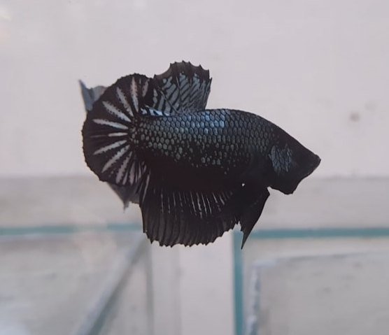 Can Betta kill ramshorn snails?