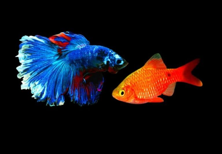 Can I Keep A Betta With Rosy Barbs