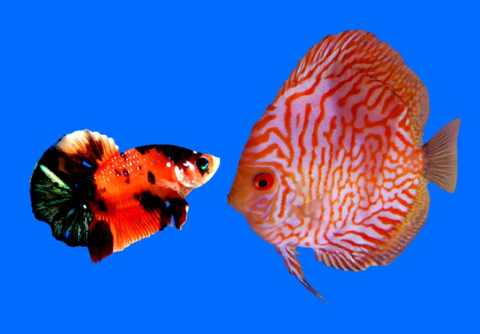Can betta fish live together with discus fish?