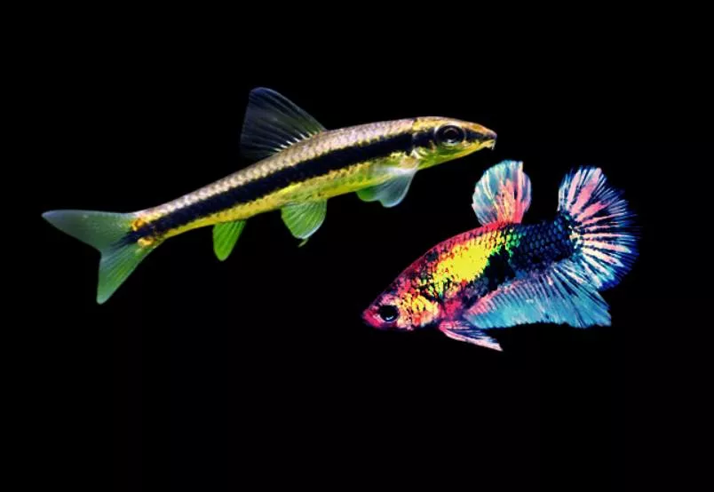 Can betta fish live with Siamese algae eaters? 1 Can betta fish live with Siamese algae eaters?