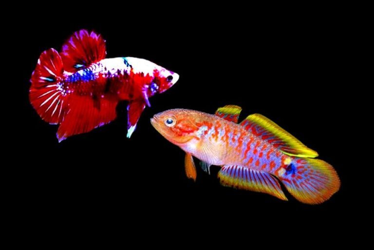 Can betta fish live with peacock gudgeon?