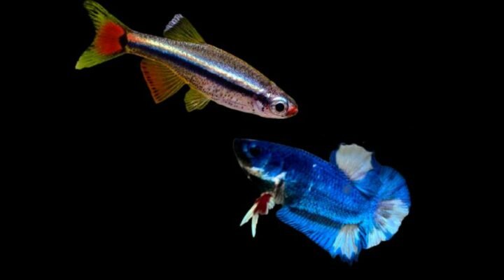 Can betta fish live with white cloud minnows?
