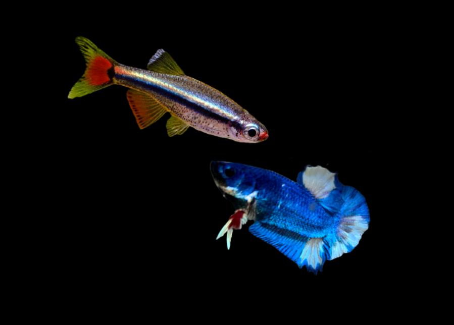Can betta fish live with white cloud minnows?