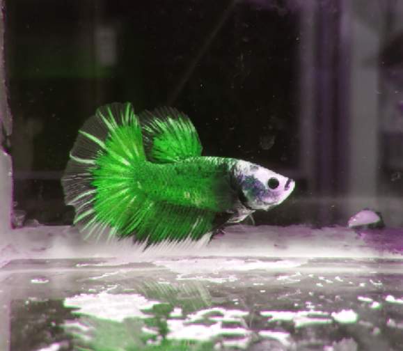 Can betta kill Barb fish?