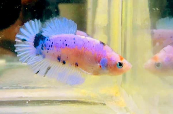 Can betta kill flower horn fish?