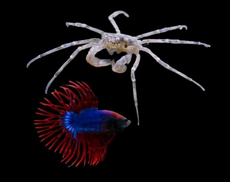 Can betta live with Fiddler Crabs?