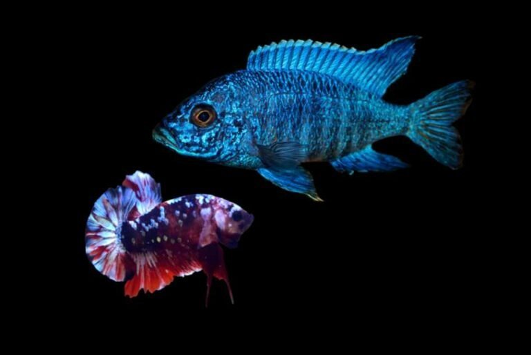 Can betta live with cichlids?