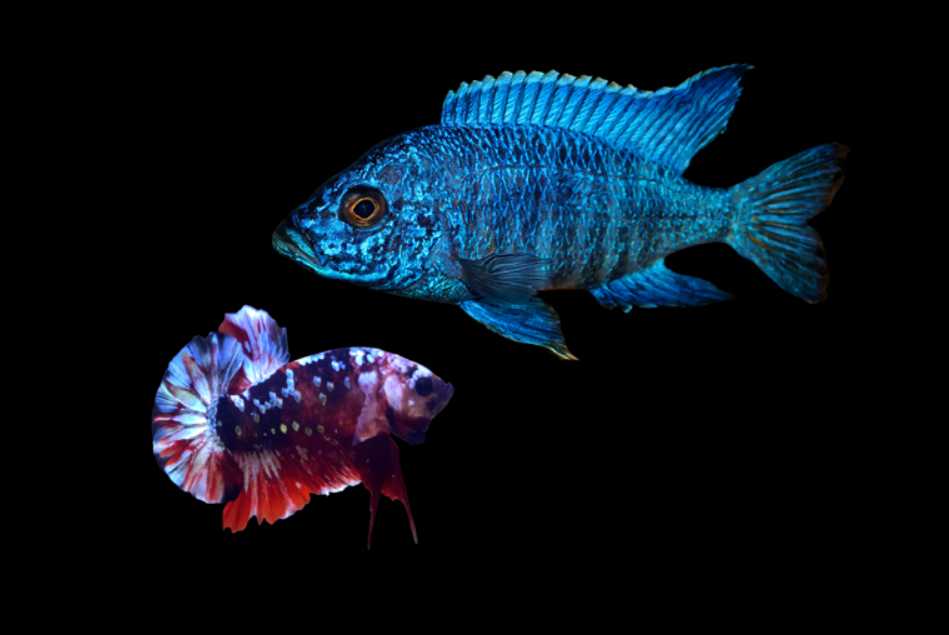 Can betta live with cichlids?