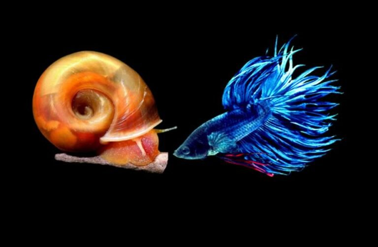 Can betta live with ramshorn snails?