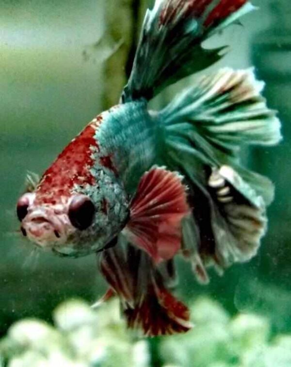 Can Betta Fish Live Together With Discus Fish? [ 3 Tips]
