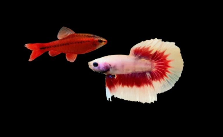 Can cherry barbs live with a betta?