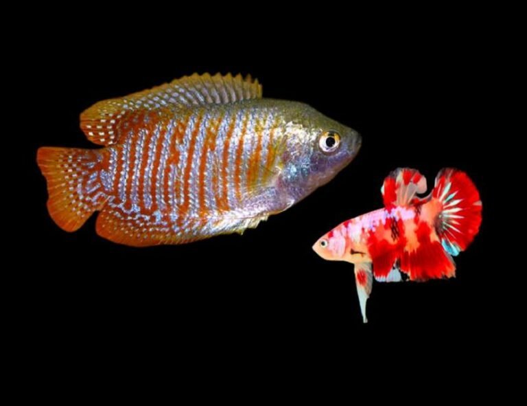 Can dwarf gourami live with betta?