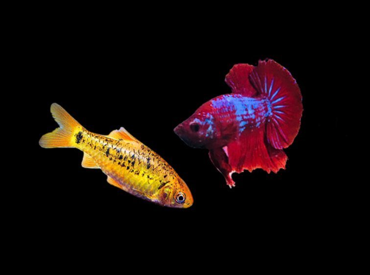 Can gold barb live with a betta?