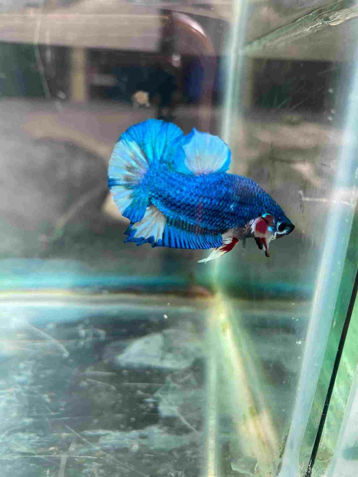Can Betta Fish Live With Peacock Gudgeon? Tiny Fish Tank