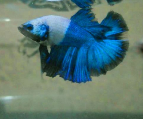 Does the trimming of fins hurt the betta fish?